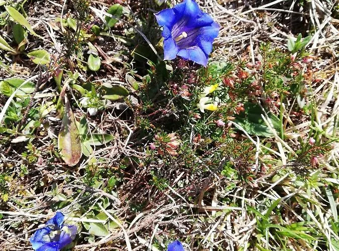 Gaestehaus Hechenblaikner 3*